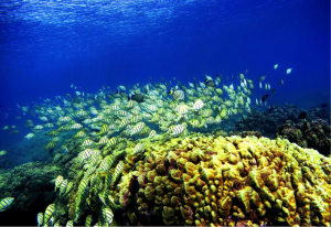 hanauma2